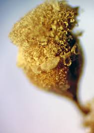 Attēlu rezultāti vaicājumam “Hemitrichia chrysospora young”