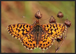 Attēlu rezultāti vaicājumam “Boloria dia underside”