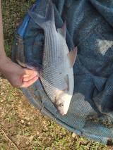 Image result for Chelon tricuspidens