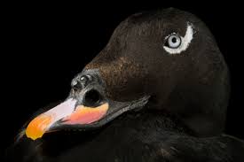 Attēlu rezultāti vaicājumam “Melanitta fusca male”