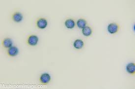 Attēlu rezultāti vaicājumam “Stemonitopsis aequalis var. microspora macro”