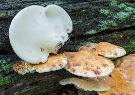 Attēlu rezultāti vaicājumam “Buglossoporus quercinus”