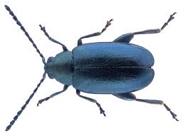 Attēlu rezultāti vaicājumam “Phyllotreta sp.”