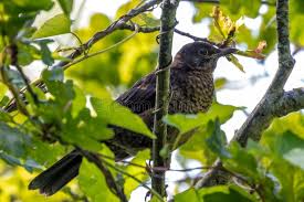 Attēlu rezultāti vaicājumam “Turdus merula juvenile”