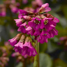 Attēlu rezultāti vaicājumam “Bergenia crassifolia flower”