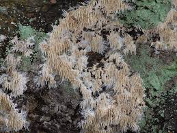 Attēlu rezultāti vaicājumam “Hydnocristella himantia”