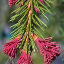 Attēlu rezultāti vaicājumam “Picea abies male flower”