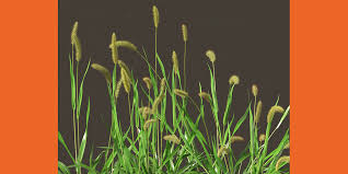 Attēlu rezultāti vaicājumam “Setaria viridis”