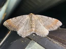 Attēlu rezultāti vaicājumam “Macaria alternata”