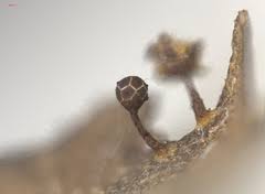 Attēlu rezultāti vaicājumam “Collaria rubens stalked”