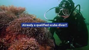 Image result for Kingston and Elmbridge Snorkellers