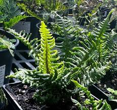 Attēlu rezultāti vaicājumam “Dryopteris cristata”