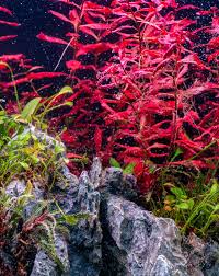 Risultati immagini per bucephalandra pinoh red stem