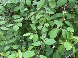 Attēlu rezultāti vaicājumam “Lonicera xylosteum leaf”