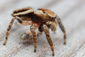 Attēlu rezultāti vaicājumam “Evarcha falcata”