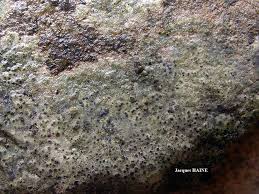 Attēlu rezultāti vaicājumam “Verrucaria hydrela”