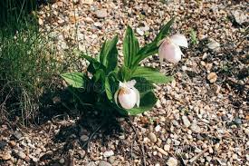 Attēlu rezultāti vaicājumam “Cypripedium calceolus leaf”