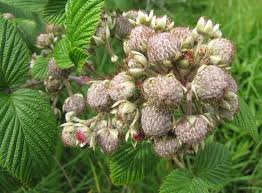 Attēlu rezultāti vaicājumam “Rubus nessensis fruit”