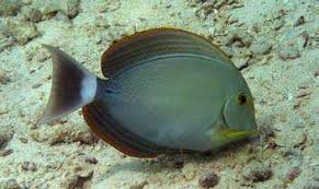 Image result for Acanthurus xanthopterus