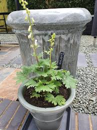 Attēlu rezultāti vaicājumam “Aconitum napellus leaf”