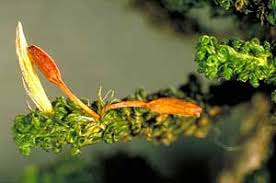 Attēlu rezultāti vaicājumam “Bryum pallens sporophyte”
