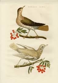 Attēlu rezultāti vaicājumam “Turdus philomelos adult”