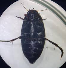 Attēlu rezultāti vaicājumam “Colymbetes paykulli”