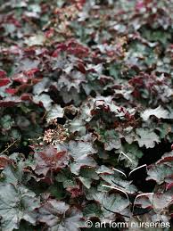 Image result for Heuchera `Palace Purple`