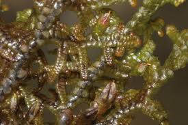 Attēlu rezultāti vaicājumam “Frullania tamarisci”