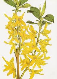 Attēlu rezultāti vaicājumam “Forsythia viridissima flower”
