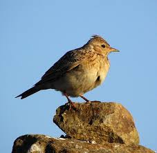 Attēlu rezultāti vaicājumam “Alauda arvensis adult”