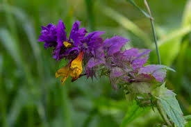 Attēlu rezultāti vaicājumam “Melampyrum nemorosum flower”