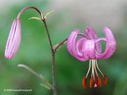 Attēlu rezultāti vaicājumam “Lilium martagon bud”