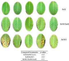 Attēlu rezultāti vaicājumam “Nicotiana tabacum leaf”