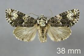 Attēlu rezultāti vaicājumam “Craniophora ligustri imago”