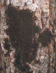 Attēlu rezultāti vaicājumam “Parmeliella triptophylla”