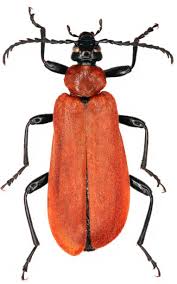 Attēlu rezultāti vaicājumam “Pyrochroa coccinea”