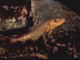 Image result for Gadus morhua