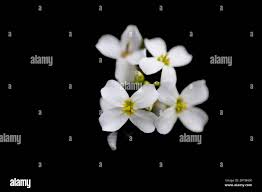 Attēlu rezultāti vaicājumam “Cardaminopsis arenosa fruit”