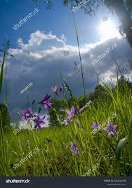 Attēlu rezultāti vaicājumam “Campanula patula flower”