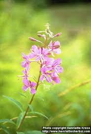 Image result for Epilobium angustifolium