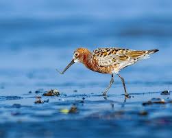 Attēlu rezultāti vaicājumam “Calidris ferruginea”