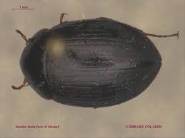 Attēlu rezultāti vaicājumam “Hydrophilidae”