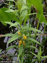 Attēlu rezultāti vaicājumam “Lysimachia thyrsiflora”