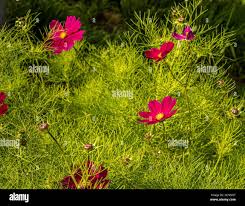 Image result for Devizes Dazzlers