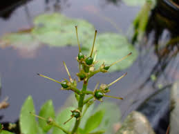 Attēlu rezultāti vaicājumam “Menyanthes trifoliata bud”
