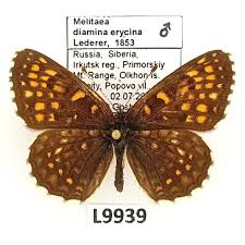 Attēlu rezultāti vaicājumam “Melitaea diamina”