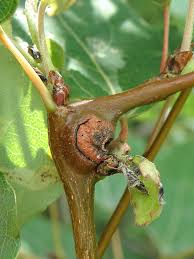 Attēlu rezultāti vaicājumam “Contarinia petioli”