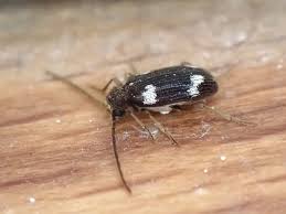 Attēlu rezultāti vaicājumam “Ptinus sp. female”