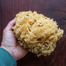 Attēlu rezultāti vaicājumam “Sparassis crispa”